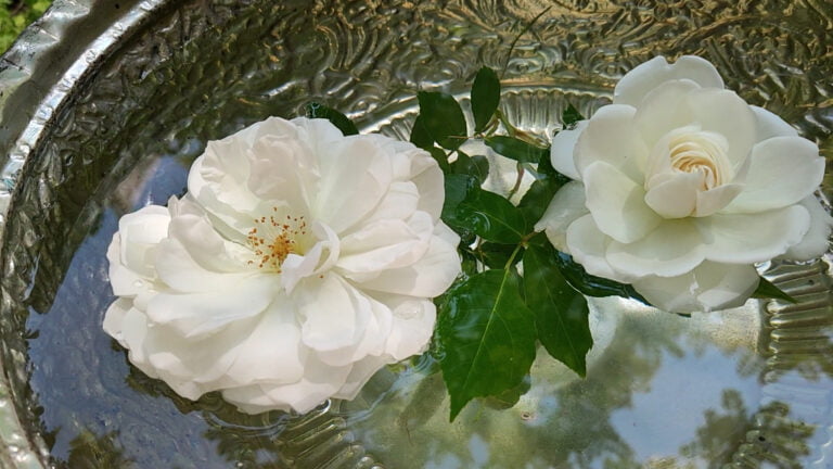🌼سجاد وصف سجاد🌼